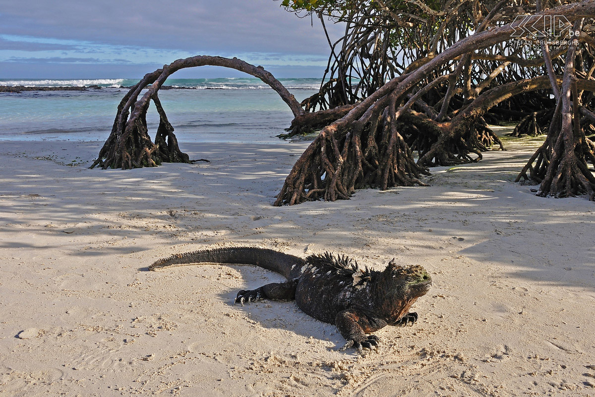 Galapagos - Santa Cruz - Bahia Tortuga - Marine iguana  Stefan Cruysberghs